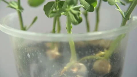 Pea microgreen sprouts Stock Footage 188211404
