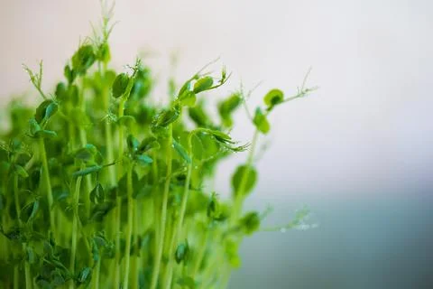 Pea microgreen sprouts Stock Photos