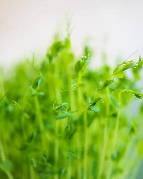 Pea microgreen sprouts Stock Photos