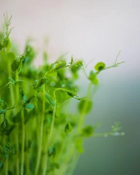 Pea microgreen sprouts Stock Photos