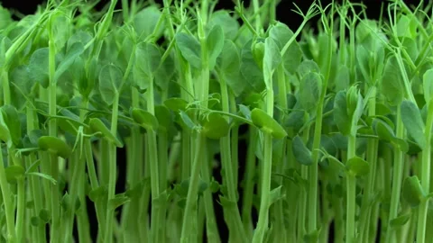 Pea microgreens birth on black background. Vidéo 201251534