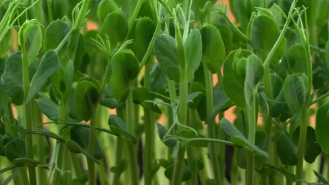 Pea microgreens birth close-up. Vidéo 201251479