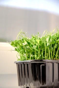 Pea microgreens grown on the window in a plastic container. The concept of Stock Photos