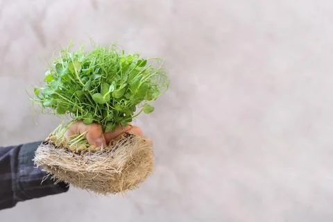 Pea microgreens in hand Foto stock