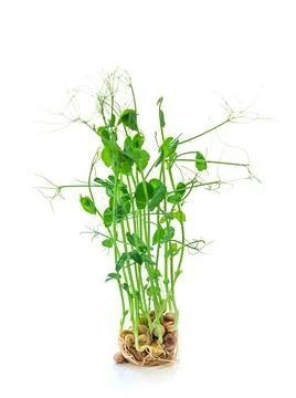 Pea microgreens isolate on white background. Selective focus. Stock Photos