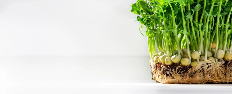 Pea microgreens on a light background with space for text. Stock Photos