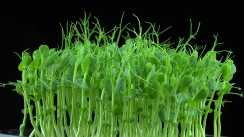 Pea microgreens rotation on black background. 스톡 동영상 201249031