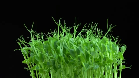 Pea microgreens rotation on black background. 스톡 동영상 201249075