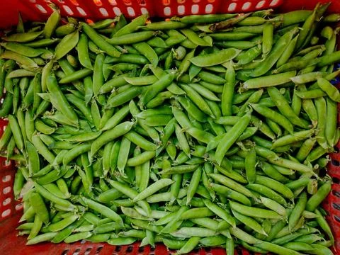 The pea is most commonly the small spherical seed or the seed-pod of the pod 写真素材