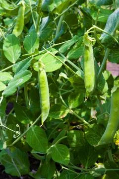 Pea Stock Photos