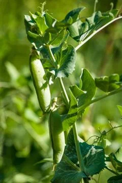 Pea Stock Photos