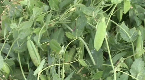Pea picking and shelling Video stock 489484