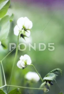 Pea (pisum sativum) flowers Stock Photos