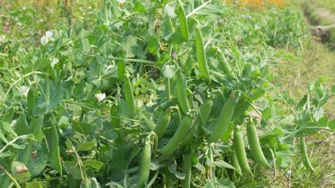 Pea Plant Vidéo 332584311