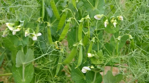 Pea plant in garden Stock Footage 49096375