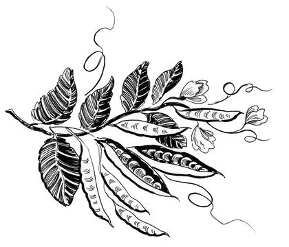 Pea plant Illustrazione stock