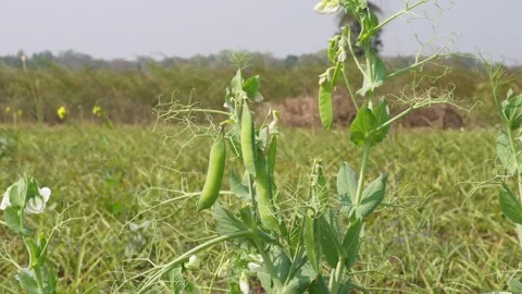 Pea plant with pods Видео 333897222