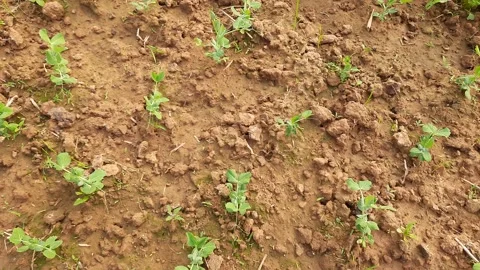 Pea plant in vegetable garden. 库存影片 170472549