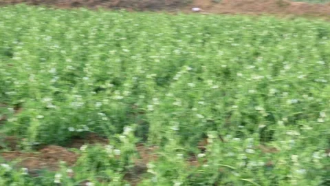 Pea plant in vegetable garden. Stock Footage 303623391