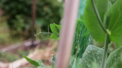 Pea plants Stock Footage 8574858
