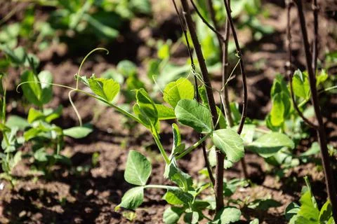 Pea plants Stock Photos