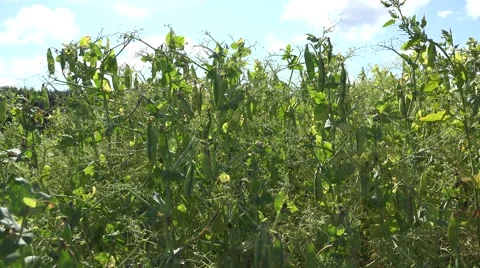 Pea plants pods move in wind on blue cloudy sky background. 4K Stock Footage 64513318