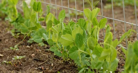 Pea plants in a vegetable garden Stock Footage 129567278