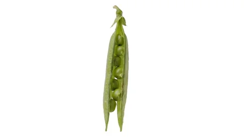 Pea pod full of peas spin and float - isolated, alpha channel included Video stock 160825623