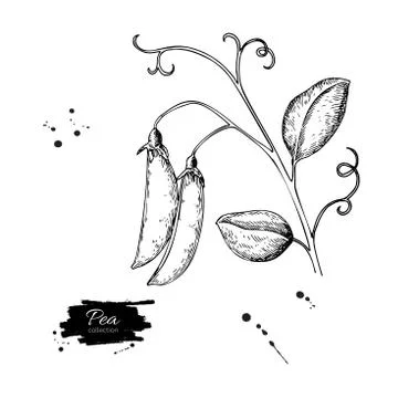 Pea pod hand drawn vector illustration. Isolated Vegetable engra Stock Illustration