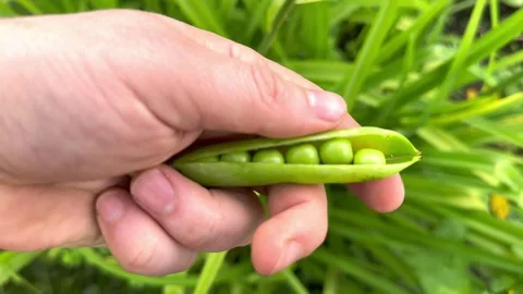 Pea pod in hand Stock Footage 245639836