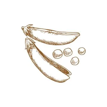 Pea pod isolated legume split vegetable Stock Illustration