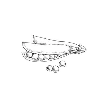 Pea pod isolated legume split vegetable Stock Illustration