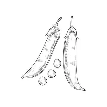 Pea pod isolated legume split vegetable Stock Illustration