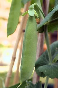 Pea pod Stock Photos