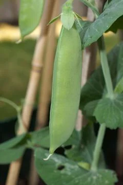 Pea pod Stock Photos