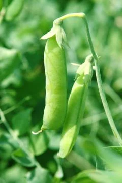 Pea pod Stock Photos