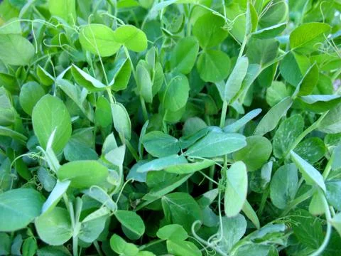 Pea pod Stock Photos