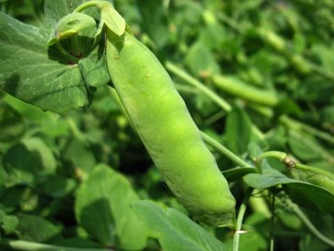 Pea pod Stock Photos