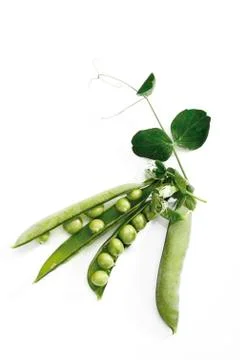 Pea pod with tendril Stock-Fotos