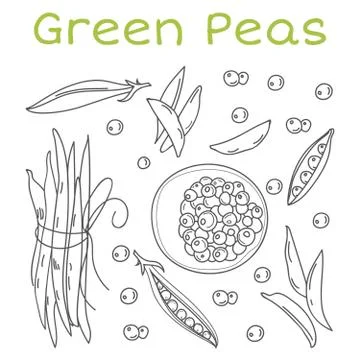 Pea pods and pods vector illustration. Vintage hand drawn sketch style Stock Illustration