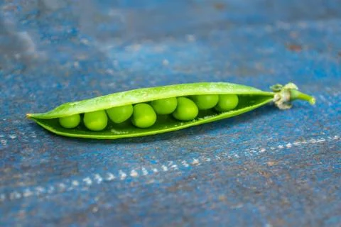 Pea pods on a blue background Stock-Fotos