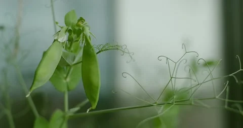 Pea pods Stock Footage 131198969