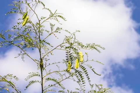 Pea pods Stock Photos