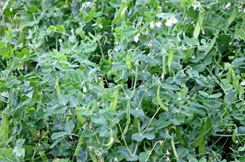 Pea Pods. Stock Photos