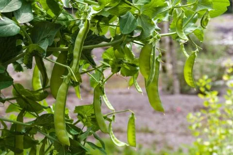 Pea pods ready to pick Foto stock