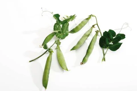 Pea pods with with tendrils Stock-Fotos