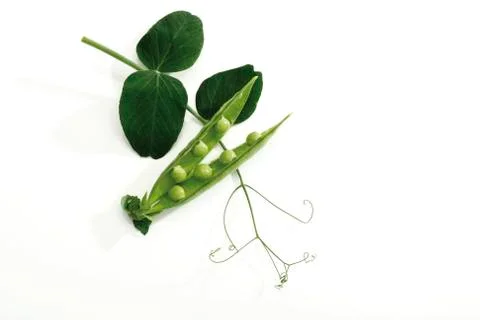 Pea pods with with tendrils Stock-Fotos
