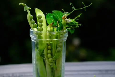 Pea pods in a transparent glass. fresh grown green peas Stock Photos