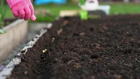 Pea seed for growing Stock Footage 133627773