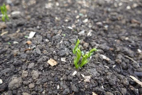 Pea seedling sprouting from dark soil in garden Stock Photos
